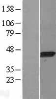 LANCL1 Protein - Western validation with an anti-DDK antibody * L: Control HEK293 lysate R: Over-expression lysate
