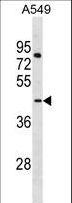 LANCL3 Antibody - LANCL3 Antibody western blot of MDA-MB453 cell line lysates (35 ug/lane). The LANCL3 antibody detected the LANCL3 protein (arrow).