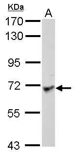 LANO / LRRC1 Antibody - Sample (30 ug of whole cell lysate) A: HCT116 7.5% SDS PAGE LRRC1 / LANO antibody diluted at 1:1000
