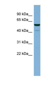 LAP3 Antibody - LAP3 antibody Western blot of Fetal Heart lysate. This image was taken for the unconjugated form of this product. Other forms have not been tested.