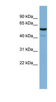LAP3 Antibody - LAP3 antibody Western blot of Fetal Heart lysate. This image was taken for the unconjugated form of this product. Other forms have not been tested.