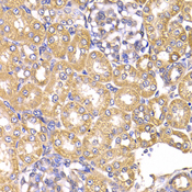 LAP3 Antibody - Immunohistochemistry of paraffin-embedded rat kidney tissue.