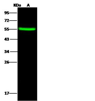 LAP3 Antibody - Anti-LAP3 rabbit polyclonal antibody at 1:500 dilution. Lane A: HepG2 Whole Cell Lysate. Lysates/proteins at 30 ug per lane. Secondary: Goat Anti-Rabbit IgG H&L (Dylight 800) at 1/10000 dilution. Developed using the Odyssey technique. Performed under reducing conditions. Predicted band size: 56 kDa. Observed band size: 55 kDa.