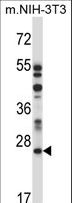 LAPTM4A Antibody - LAPTM4A Antibody western blot of mouse NIH-3T3 cell line lysates (35 ug/lane). The LAPTM4A antibody detected the LAPTM4A protein (arrow).