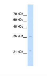 LAPTM4A Antibody - HepG2 cell lysate. Antibody concentration: 5.0 ug/ml. Gel concentration: 12%.  This image was taken for the unconjugated form of this product. Other forms have not been tested.