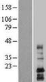 LAPTM4A Protein - Western validation with an anti-DDK antibody * L: Control HEK293 lysate R: Over-expression lysate