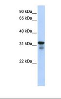 LAPTM4B Antibody - 293T cell lysate. Antibody concentration: 1.0 ug/ml. Gel concentration: 12%.  This image was taken for the unconjugated form of this product. Other forms have not been tested.