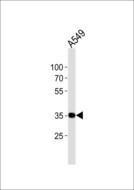 LAPTM4B Antibody - Western blot of lysate from A549 cell line with LAPTM4B Antibody (3). Antibody was diluted at 1:1000. A goat anti-rabbit IgG H&L (HRP) at 1:10000 dilution was used as the secondary antibody. Lysate at 20 ug.