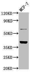 LAPTM4B Antibody - Positive Western Blot detected in MCF-7 whole cell lysate. All lanes: LAPTM4B antibody at 4.8 µg/ml Secondary Goat polyclonal to rabbit IgG at 1/50000 dilution. Predicted band size: 42, 26, 36 KDa. Observed band size: 42 KDa