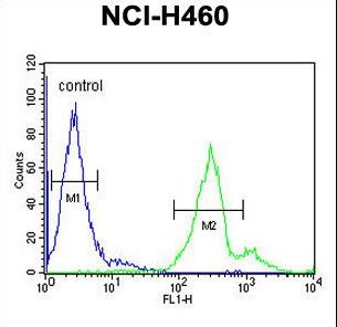 LAPTM5 Antibody - LAPTM5 Antibody flow cytometry of NCI-H460 cells (right histogram) compared to a negative control cell (left histogram). FITC-conjugated goat-anti-rabbit secondary antibodies were used for the analysis.