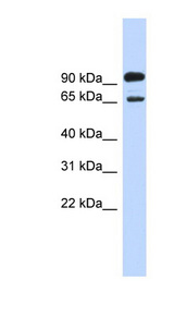 LARGE Antibody - LARGE antibody Western blot of HepG2 cell lysate. This image was taken for the unconjugated form of this product. Other forms have not been tested.