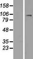 LARGE Protein - Western validation with an anti-DDK antibody * L: Control HEK293 lysate R: Over-expression lysate