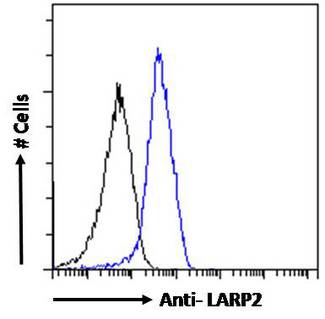 LARP1B Antibody - LARP2 / LARP1B antibody flow cytometric analysis of paraformaldehyde fixed HepG2 cells (blue line), permeabilized with 0.5% Triton. Primary incubation overnight (10ug/ml) followed by Alexa Fluor 488 secondary antibody (1ug/ml). IgG control: Unimmunized goat IgG (black line) followed by Alexa Fluor 488 secondary antibody.