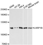 LARP1B Antibody - Western blot analysis of extracts of various cell lines, using LARP1B antibody at 1:3000 dilution. The secondary antibody used was an HRP Goat Anti-Rabbit IgG (H+L) at 1:10000 dilution. Lysates were loaded 25ug per lane and 3% nonfat dry milk in TBST was used for blocking. An ECL Kit was used for detection and the exposure time was 90s.