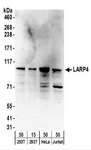 LARP4 Antibody - Detection of Human LARP4 by Western Blot. Samples: Whole cell lysate from 293T (15 and 50 ug), HeLa (50 ug), and Jurkat (50 ug) cells. Antibodies: Affinity purified rabbit anti-LARP4 antibody used for WB at 0.4 ug/ml. Detection: Chemiluminescence with an exposure time of 3 minutes.