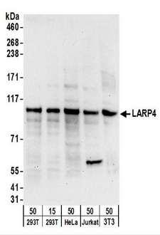 LARP4 Antibody - Detection of Human and Mouse LARP4 by Western Blot. Samples: Whole cell lysate from 293T (15 and 50 ug), HeLa (50 ug), Jurkat (50 ug), and mouse NIH3T3 (50 ug) cells. Antibodies: Affinity purified rabbit anti-LARP4 antibody used for WB at 0.4 ug/ml. Detection: Chemiluminescence with an exposure time of 30 seconds.