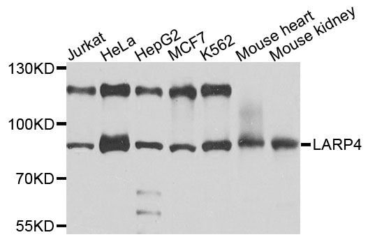 LARP4 Antibody - Western blot analysis of extracts of various cells.