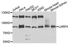LARP4 Antibody - Western blot analysis of extracts of various cells.