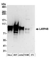 LARP4B Antibody - Detection of human and mouse LARP4B by western blot. Samples: Whole cell lysate (50 µg) from HeLa, HEK293T, Jurkat, mouse TCMK-1, and mouse NIH 3T3 cells prepared using NETN lysis buffer. Antibodies: Affinity purified rabbit anti-LARP4B antibody used for WB at 0.1 µg/ml. Detection: Chemiluminescence with an exposure time of 3 minutes.