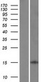 LARP6 / ACHN Protein - Western validation with an anti-DDK antibody * L: Control HEK293 lysate R: Over-expression lysate