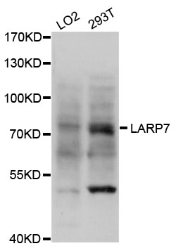 LARP7 Antibody - Western blot analysis of extracts of various cell lines.