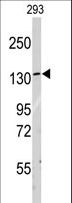 LARS / Leucyl-TRNA Synthetase Antibody - Western blot of anti-LARS Antibody in 293 cell line lysates (35 ug/lane). LARS(arrow) was detected using the purified antibody.