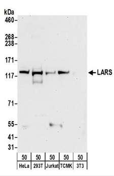 LARS / Leucyl-TRNA Synthetase Antibody - Detection of Human and Mouse LARS by Western Blot. Samples: Whole cell lysate (50 ug) from HeLa, 293T, Jurkat, mouse TCMK-1, and mouse NIH3T3 cells. Antibodies: Affinity purified rabbit anti-LARS antibody used for WB at 0.4 ug/ml. Detection: Chemiluminescence with an exposure time of 30 seconds.