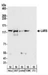 LARS / Leucyl-TRNA Synthetase Antibody - Detection of Human and Mouse LARS by Western Blot. Samples: Whole cell lysate (50 ug) from HeLa, 293T, Jurkat, mouse TCMK-1, and mouse NIH3T3 cells. Antibodies: Affinity purified rabbit anti-LARS antibody used for WB at 0.4 ug/ml. Detection: Chemiluminescence with an exposure time of 30 seconds.