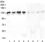 LARS / Leucyl-TRNA Synthetase Antibody - Western blot testing of human 1) HL-60, 2) K562, 3) ThP-1, 4) Caco-2, 5) rat liver, 6) mouse brain, 7) mouse liver and 8) mouse NIH3T3 lysate with Leucyl tRNA synthetase antibody at 0.5ug/ml. Predicted molecular weight ~134 kDa.