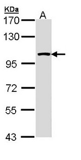 LARS2 / LEURS1 Antibody - Sample (30 ug of whole cell lysate). A: Molt-4 . 7.5% SDS PAGE. LARS2 antibody diluted at 1:3000