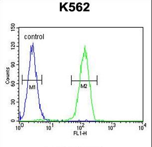 LARS2 / LEURS1 Antibody - LARS2 Antibody flow cytometry of K562 cells (right histogram) compared to a negative control cell (left histogram). FITC-conjugated goat-anti-rabbit secondary antibodies were used for the analysis.