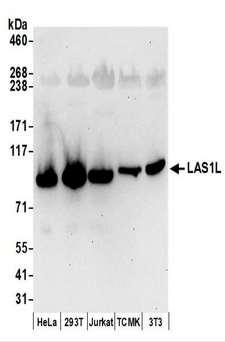 LAS1L Antibody - Detection of Human and Mouse LAS1L by Western Blot. Samples: Whole cell lysate (50 ug) prepared using NETN buffer from HeLa, 293T, Jurkat, mouse TCMK-1, and mouse NIH3T3 cells. Antibodies: Affinity purified rabbit anti-LAS1L antibody used for WB at 0.1 ug/ml. Detection: Chemiluminescence with an exposure time of 30 seconds.