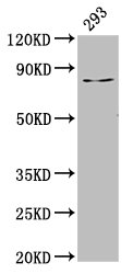 LAS1L Antibody - Positive Western Blot detected in 293 whole cell lysate. All lanes: LAS1L antibody at 3.5 µg/ml Secondary Goat polyclonal to rabbit IgG at 1/50000 dilution. Predicted band size: 84, 82, 77, 34 KDa. Observed band size: 84 KDa