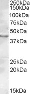LASS3 Antibody - Antibody (0.2 ug/ml) staining of Rat Testis lysate (35 ug protein in RIPA buffer). Primary incubation was 1 hour. Detected by chemiluminescence