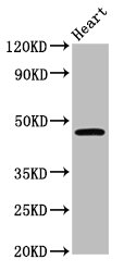 LASS3 Antibody - Positive Western Blot detected in Mouse heart tissue. All lanes: CERS3 antibody at 3.6 µg/ml Secondary Goat polyclonal to rabbit IgG at 1/50000 dilution. Predicted band size: 47 KDa. Observed band size: 47 KDa