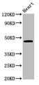 LASS3 Antibody - Positive Western Blot detected in Mouse heart tissue. All lanes: CERS3 antibody at 3.6 µg/ml Secondary Goat polyclonal to rabbit IgG at 1/50000 dilution. Predicted band size: 47 KDa. Observed band size: 47 KDa