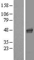 LASS4 Protein - Western validation with an anti-DDK antibody * L: Control HEK293 lysate R: Over-expression lysate