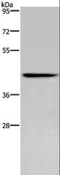 LASS5 Antibody - Western blot analysis of Human fetal brain tissue, using CERS5 Polyclonal Antibody at dilution of 1:350.