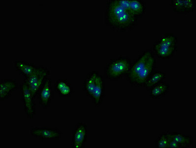 LASS5 Antibody - Immunofluorescent analysis of HepG2 cells at a dilution of 1:100 and Alexa Fluor 488-congugated AffiniPure Goat Anti-Rabbit IgG(H+L)