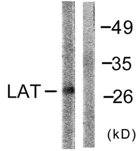 LAT Antibody - Western blot analysis of lysates from NIH/3T3 cells, using LAT Antibody. The lane on the right is blocked with the synthesized peptide.