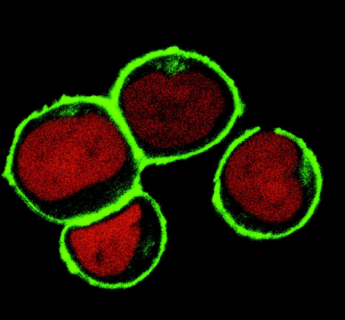 LAT2 / NTAL Antibody - Subcellular localization of NTAL by confocal microscopy in THP-1 human acute monocytic leukemia cell line.  THP-1 cells were permeabilized and immunostained using anti-NTAL (NAP-07; green). Nuclei are vizualized by propidium iodide (red).