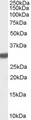 Latexin / MUM Antibody - Antibody (0.1 ug/ml) staining of Rat Brain lysate (35 ug protein in RIPA buffer). Primary incubation was 1 hour. Detected by chemiluminescence.