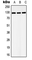 LATS1 Antibody - Western blot analysis of LATS1 expression in HeLa (A); Raw264.7 (B); PC12 (C) whole cell lysates.