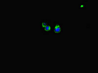 LATS1 Antibody - Immunofluorescent analysis of Hela cells diluted at 1:100 and Alexa Fluor 488-congugated AffiniPure Goat Anti-Rabbit IgG(H+L)