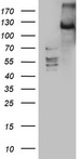 LATS2 Antibody - HEK293T cells were transfected with the pCMV6-ENTRY control. (Left lane) or pCMV6-ENTRY LATS2. (Right lane) cDNA for 48 hrs and lysed. Equivalent amounts of cell lysates. (5 ug per lane) were separated by SDS-PAGE and immunoblotted with anti-LATS2.