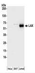 LAX1 / LAX Antibody - Detection of Human LAX by Western Blot. Samples: Whole cell lysate (50 ug) prepared using RIPA buffer from HeLa, 293T, and Jurkat cells. Antibodies: Affinity purified rabbit anti-LAX antibody used for WB at 0.1 ug/ml. Detection: Chemiluminescence with an exposure time of 30 seconds.