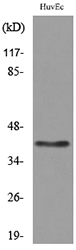 Layilin / LAYN Antibody - Western blot analysis of lysate from HUVEC cells, using LAYN Antibody.