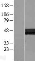 Layilin / LAYN Protein - Western validation with an anti-DDK antibody * L: Control HEK293 lysate R: Over-expression lysate