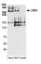 LBA / LRBA Antibody - Detection of human LRBA by western blot. Samples: Whole cell lysate (50 µg) from HeLa, HEK293T, and Jurkat cells prepared using RIPA lysis buffer. Antibodies: Affinity purified rabbit anti-LRBA antibody used for WB at 0.1 µg/ml. Detection: Chemiluminescence with an exposure time of 30 seconds.