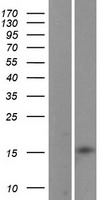 LBH Protein - Western validation with an anti-DDK antibody * L: Control HEK293 lysate R: Over-expression lysate
